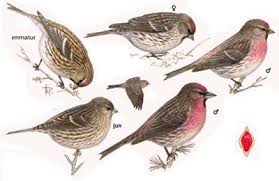 Attēlu rezultāti vaicājumam “Carduelis flammea female”