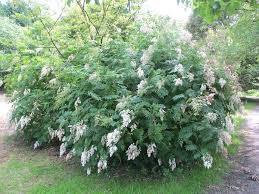 Attēlu rezultāti vaicājumam “Sorbaria sorbifolia”