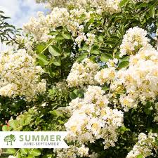 Attēlu rezultāti vaicājumam “Comatricha fragilis stalked”