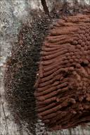 Attēlu rezultāti vaicājumam “Stemonitis flavogenita”