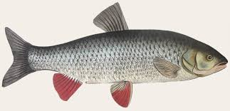 Attēlu rezultāti vaicājumam “Leuciscus idus”