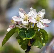 Attēlu rezultāti vaicājumam “Malus domestica flower”