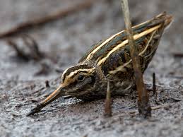 Image result for Lymnocryptes minimus