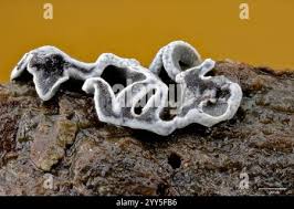 Attēlu rezultāti vaicājumam “Physarum bivalve spores”