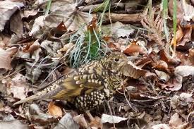 Image result for Zoothera dauma