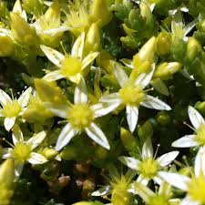 Image result for Sedum acre