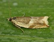 Attēlu rezultāti vaicājumam “Ancylis badiana”