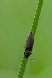 Attēlu rezultāti vaicājumam “Actenicerus sjaelandicus”