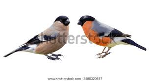 Attēlu rezultāti vaicājumam “Pyrrhula pyrrhula”