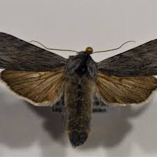 Attēlu rezultāti vaicājumam “Cucullia fraudatrix”