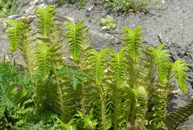 Attēlu rezultāti vaicājumam “Polystichum lonchitis”