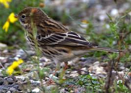 Image result for Anthus gustavi