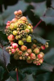 Attēlu rezultāti vaicājumam “Mahonia aquifolium bud”