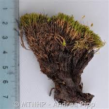 Attēlu rezultāti vaicājumam “Bryum funkii macro”