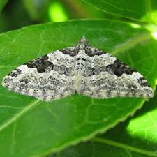 Attēlu rezultāti vaicājumam “Xanthorhoe fluctuata”