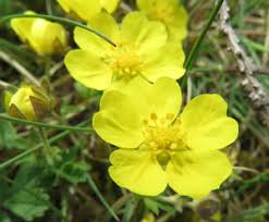 Attēlu rezultāti vaicājumam “Oenothera rubricauli”
