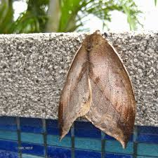 Attēlu rezultāti vaicājumam “Saturniidae”