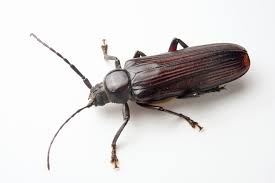 Attēlu rezultāti vaicājumam “Cerambycidae”