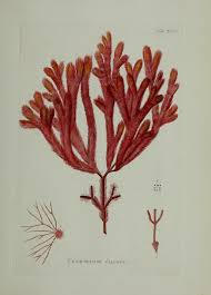 Attēlu rezultāti vaicājumam “Diderma simplex sessile”