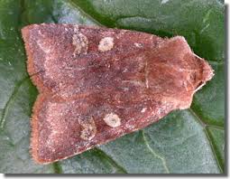 Attēlu rezultāti vaicājumam “Cerastis leucographa”