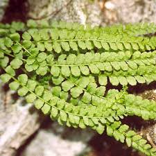 Attēlu rezultāti vaicājumam “Asplenium viride”