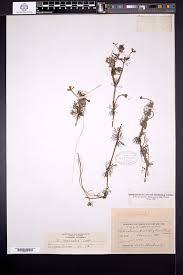 Attēlu rezultāti vaicājumam “Batrachium circinatum flower”