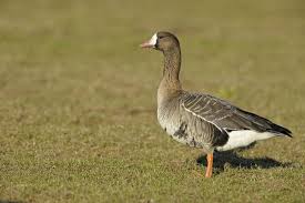 Attēlu rezultāti vaicājumam “Anser albifrons adult”