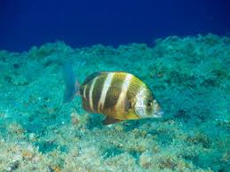 Image result for Diplodus cervinus