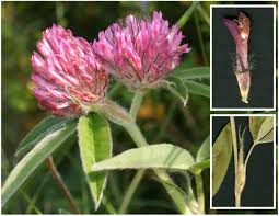 Attēlu rezultāti vaicājumam “Trifolium alpestre”