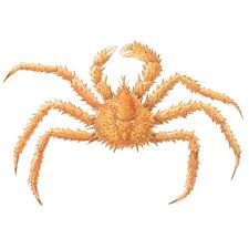 Image result for Lithodes maja