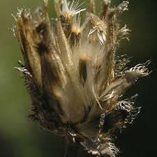 Attēlu rezultāti vaicājumam “Centaurea scabiosa fruit”