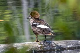 Attēlu rezultāti vaicājumam “Bucephala clangula female”