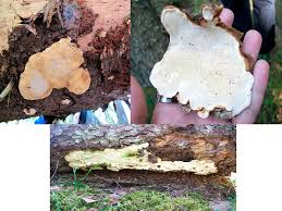 Attēlu rezultāti vaicājumam “Heterobasidion parviporum”