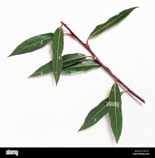 Attēlu rezultāti vaicājumam “Salix daphnoides”