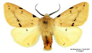 Attēlu rezultāti vaicājumam “Spilosoma lutea”
