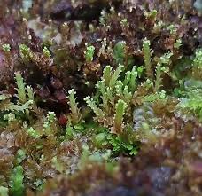 Attēlu rezultāti vaicājumam “Lophozia longidens”