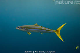 Image result for Elagatis bipinnulata