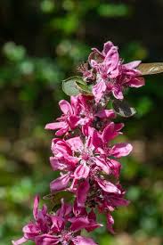 Attēlu rezultāti vaicājumam “Malus purpurea flower”