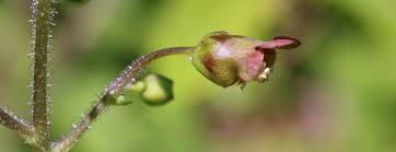 Attēlu rezultāti vaicājumam “Scrophularia nodosa leaf”