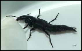 Attēlu rezultāti vaicājumam “Quedius dilatatus”