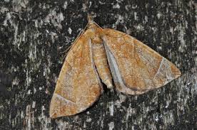 Attēlu rezultāti vaicājumam “Eulithis sp.”