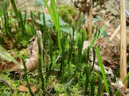 Attēlu rezultāti vaicājumam “Polytrichum formosum”