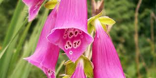 Image result for Fingerhut rot