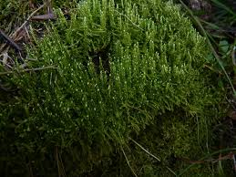 Attēlu rezultāti vaicājumam “Sanionia uncinata”