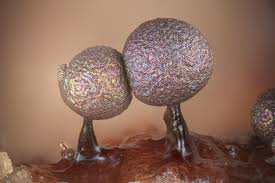 Attēlu rezultāti vaicājumam “Lamproderma debile sessile”