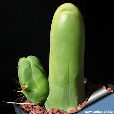 Attēlu rezultāti vaicājumam “Trichia erecta macro”