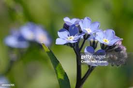 Attēlu rezultāti vaicājumam “Myosotis sylvatica leaf”