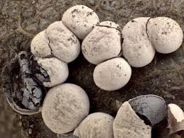 Attēlu rezultāti vaicājumam “Diderma testaceum sessile”