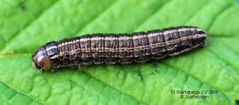 Attēlu rezultāti vaicājumam “Cerapteryx graminis”