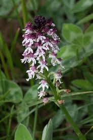 Attēlu rezultāti vaicājumam “Orchis ustulata”